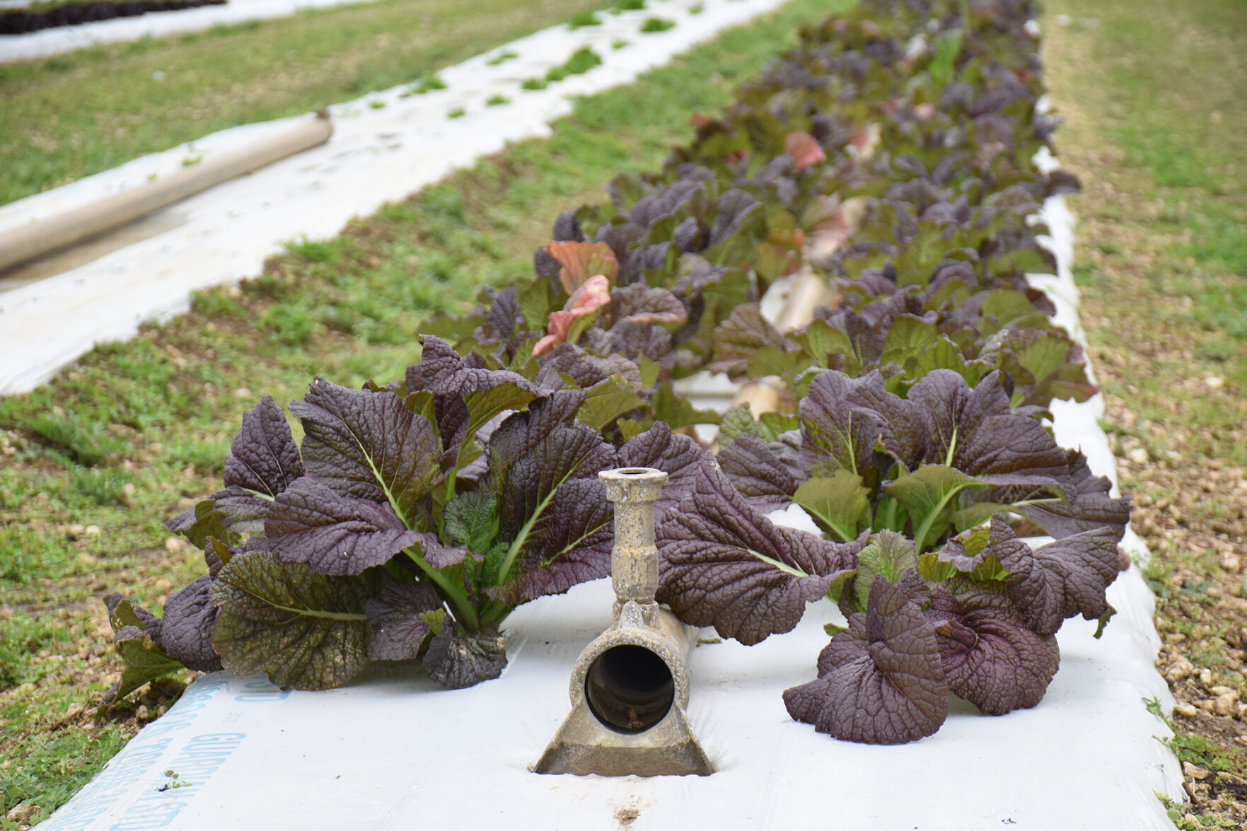 lettuce